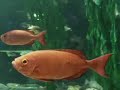 21st century fish tank  - Busan Aquarium