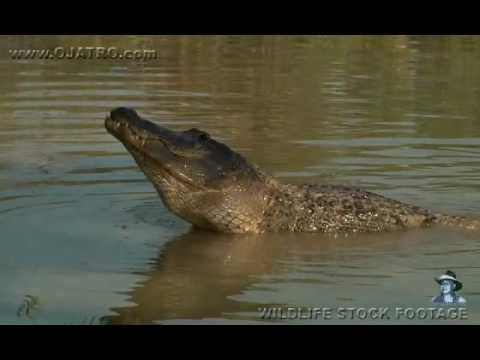 Male Alligator