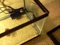 Bullfrog Tadpole