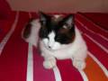 videos de Catmania