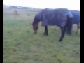 Crazy Horse Spazz (19 yrs old) Crazy Horse Spazz (19 yrs old)