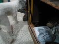 Laika & Minerva/D'artagnan