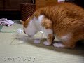 大根のつまを上手に食べる18歳の猫　japanese radish cat