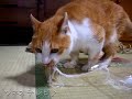 大根のつまを上手に食べる18歳の猫　japanese radish cat