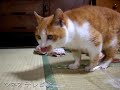 大根のつまを上手に食べる18歳の猫　japanese radish cat