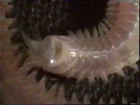 Nereis, polychaete clamworm