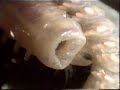 Nereis, polychaete clamworm Nereis, polychaete clamworm
