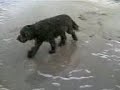 briard jonas on the beach