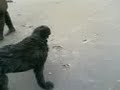 briard jonas on the beach