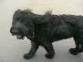 briard jonas on the beach