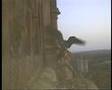2008 Derby Peregrine Falcon (9) - Mating Yet Again