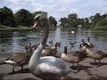 Feeding Ducks and Geese at Alvaston Park, Derby