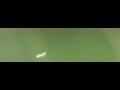 Non-biting midges Non-biting midges