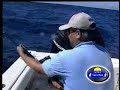 Trolling BULL DOLPHIN em Floripa