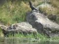 River otters in Yellowstone