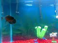 Oscar fish eating feeder minnow