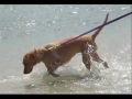 Lady Bug goes to the Dog Beach!