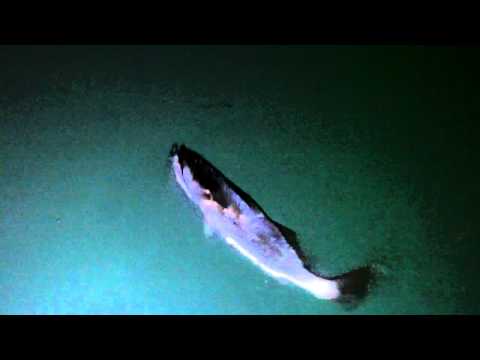Corbina catch