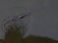 Snoek-it - Snoek part -1 Snoek-it - Snoek part -1