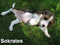 Beagle - puppies seven weeks old Beagle - puppies seven weeks old