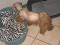 Verwaarloosde honden gered door Unco-Jerry Verwaarloosde honden gered door Unco-Jerry