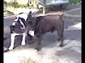 Bull dog francese BLEDY Bull dog francese BLEDY