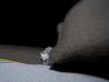 座椅子の裏から猫がニョキ