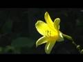 Depth of field - garden impression