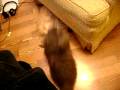 Kitten Fights Part I Kitten Fights Part I