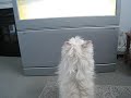 ToFu Watching TV1