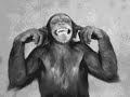 Meu Mundo Caiu  99 macacos