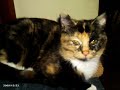 Animal Photography.wmv