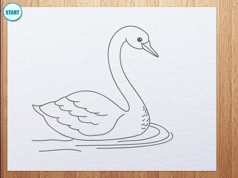 how to draw swan