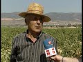 COMIENZA CON INCERTIDUMBRE LA VENDIMIA EN LA MANCHA