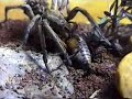 Lycosa catching a cricket Lycosa catching a cricket