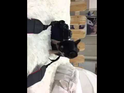 Chihuahua playing!!!