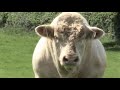 The Russel Brand of the Cow World The Russel Brand of the Cow World