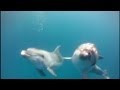 Rescued dolphins released back into the wild
