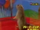 the-dramatic-look-by-a-lemur-very-scary.html