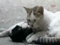 Uma lição de vida... Uma verdadeira amizade!