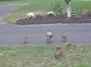 Turkey Turkey