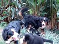 Vida de cachorro / Dog\