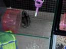 My Cute Hamsters 1 My Cute Hamsters 1
