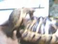 Tortoise Breeding 101
