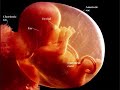 Pro-life video