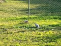 Birds...Galah Birds...Galah
