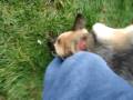 videos de german shepherd attack! and fetch and playdead.