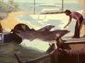 Dolphins Unite