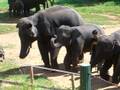videos de elephant camp in Chiang Mai