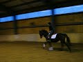 Horse for Sale, Grimsby, ON